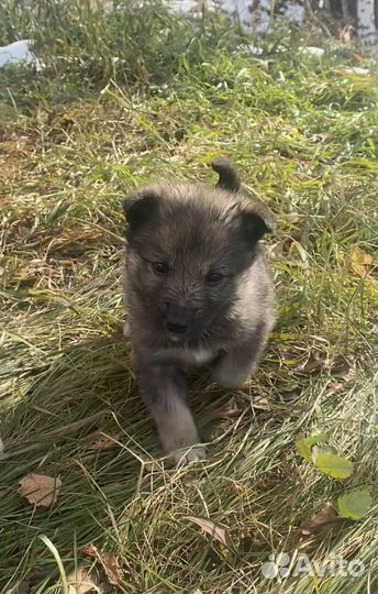 Щенок в добрые руки бесплатно