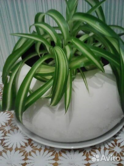 Неприхотливые комнатные растения