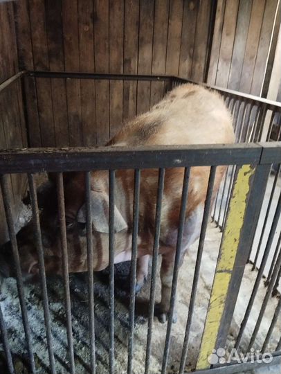 Хряк, 2 года