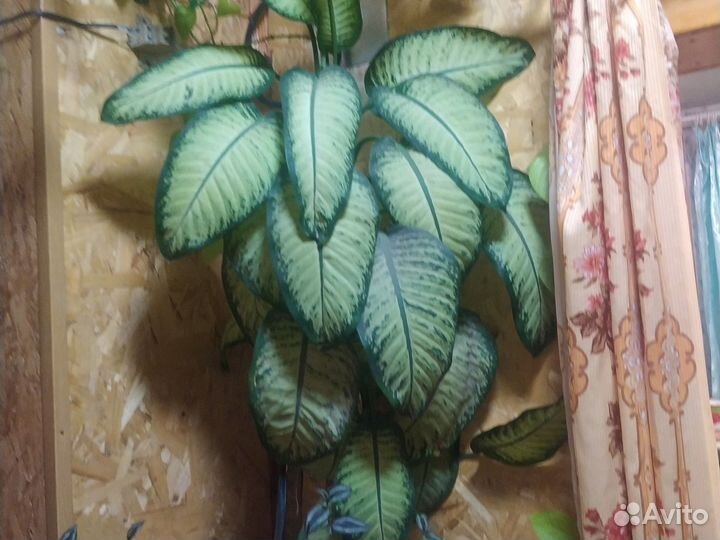 Диффенбахия