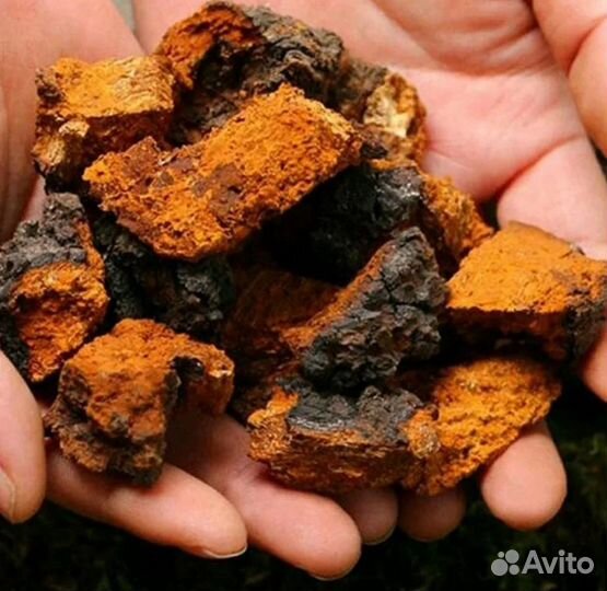 Березовый гриб чага