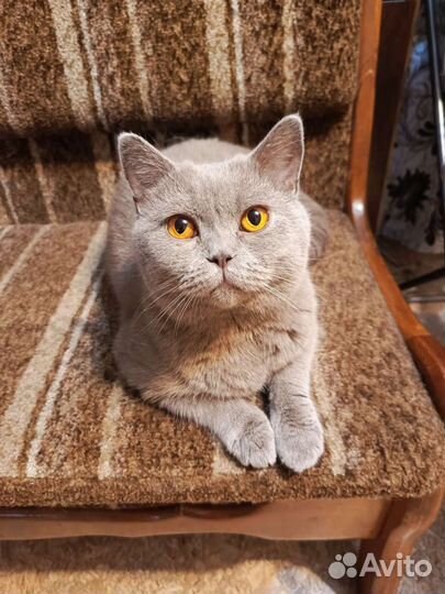 Кошка вязка