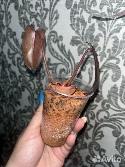 Сортовые филодендроны