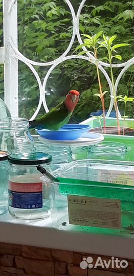 Продается парочка попугаев 