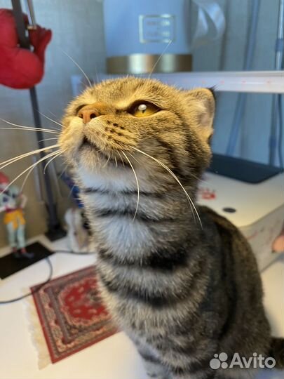Кошечка вислоухая