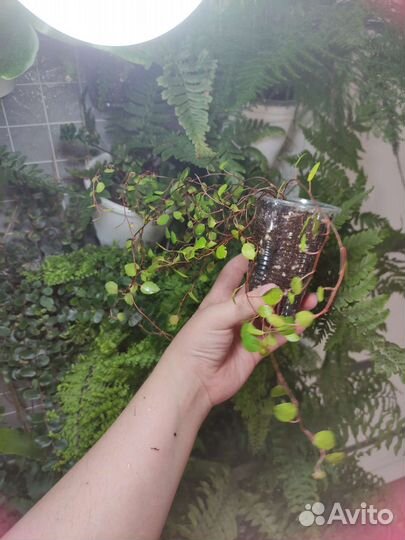 Мюленбекия