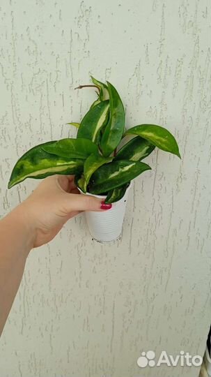 Комнатные растения цветы хойя аустрелис Лиза