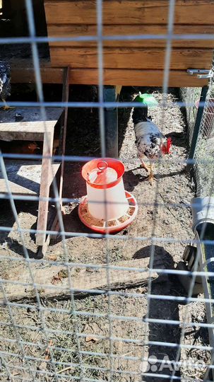 Куры петухи