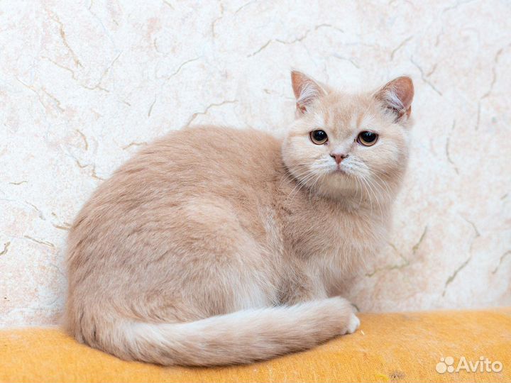 Шотландский котик Еремей