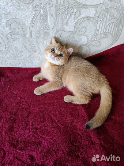 Девочка британская золотая шиншилла