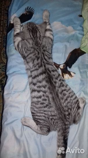 Шотландский кот для вязки