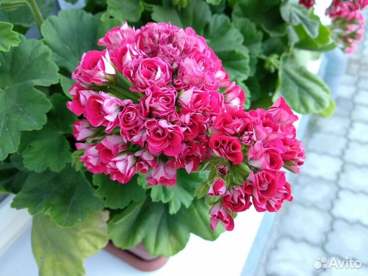 Герань розебудная