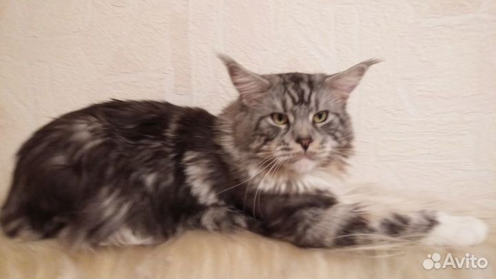 Приглашаем кошечку