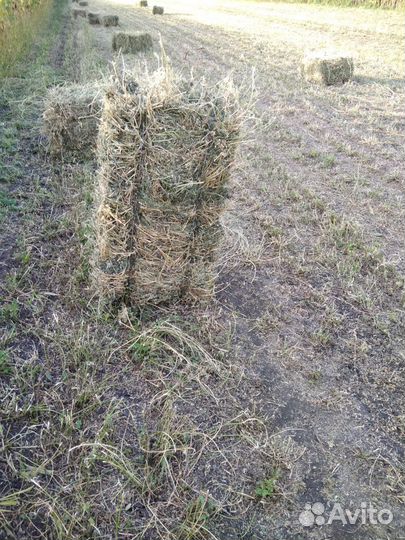 Сено люцерны в тюках