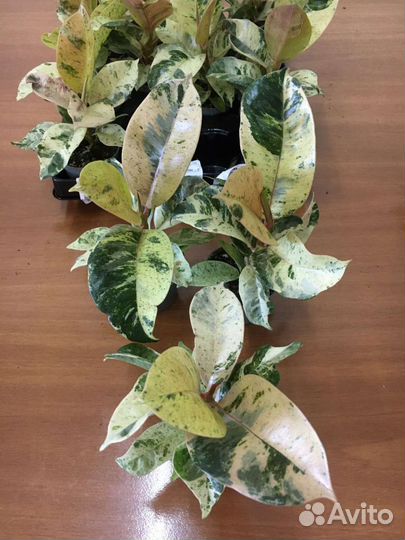 Фикус Шривериана