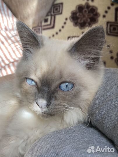 Котенок в добрые руки