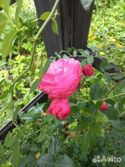 Роза плетистая