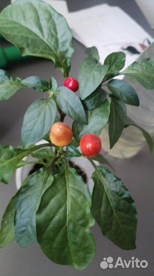 Перец острый комнатный Филиус Блю