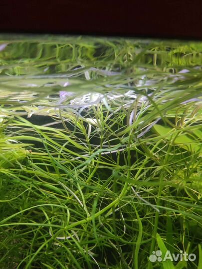 Погостимон