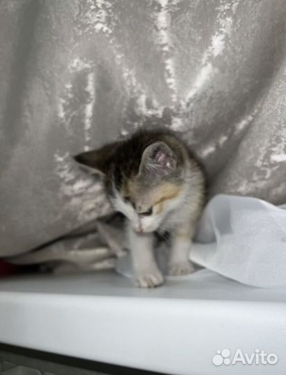 Котёнок с лотком