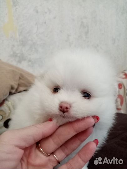 Шпицы мимишки