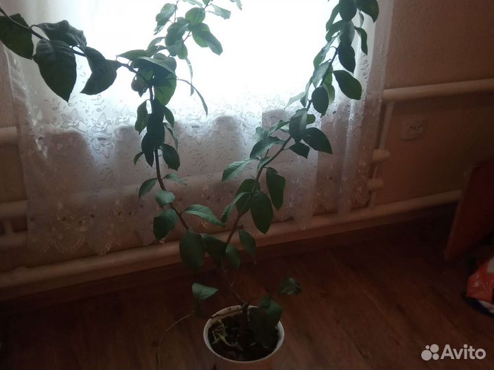 Лимонное дерево