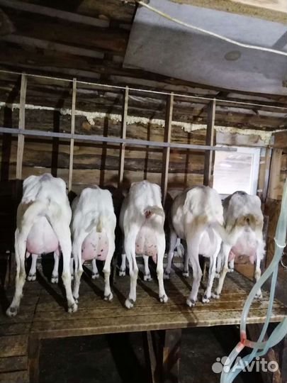 Доярка или дояра