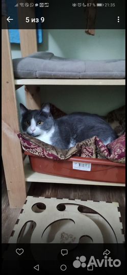 Кошки в добрые руки
