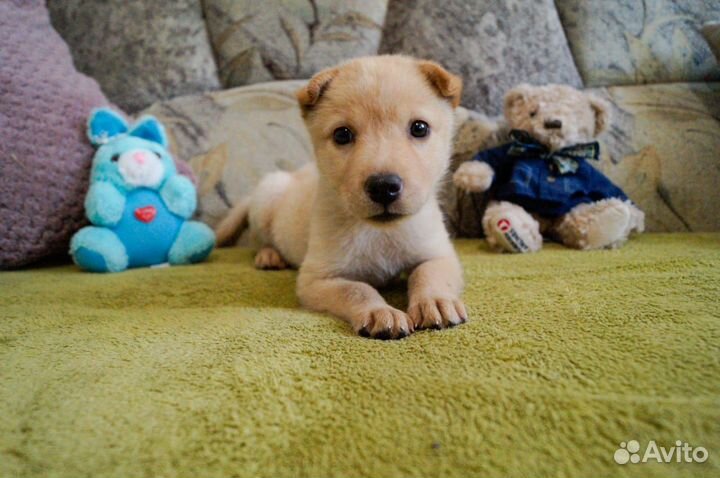 Ищет дом очаровательный щенок Марго