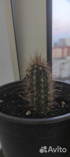 Кактусы и суккуленты