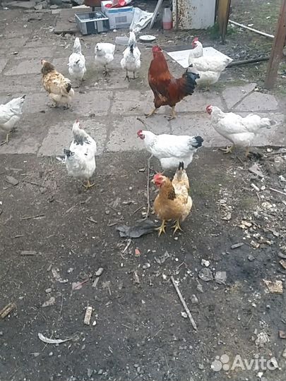 Яицо домашние