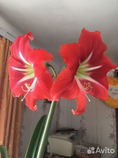 Гиппеаструм