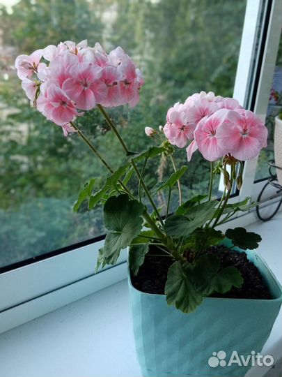Пеларгония герань сортовая