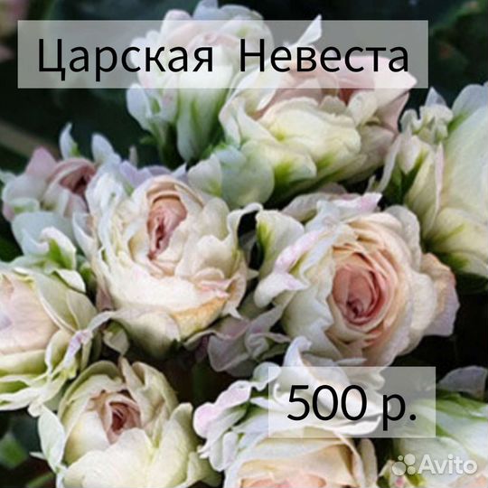 Пеларгония