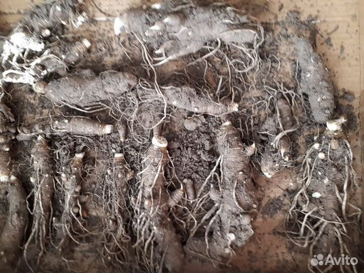 Клубни луковицы каллы белой эфиопской