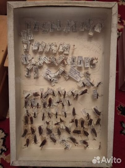 Огромная коллекция бабочек, жуков, насекомых