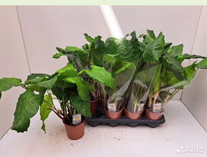 Хойя,алоказия,аглаоморфа,аглаонема