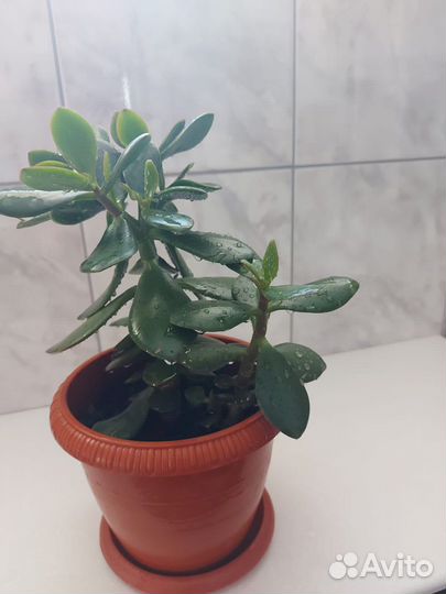 Комнатные цветы