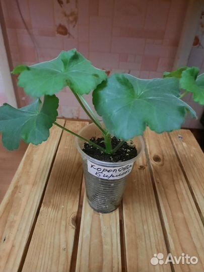 Пеларгония