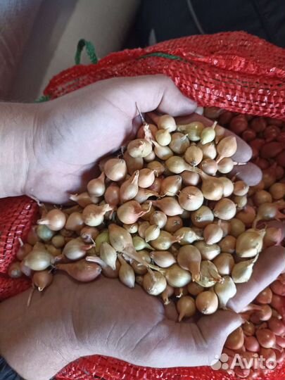 Лук севок (Штуттгартер Ризен)