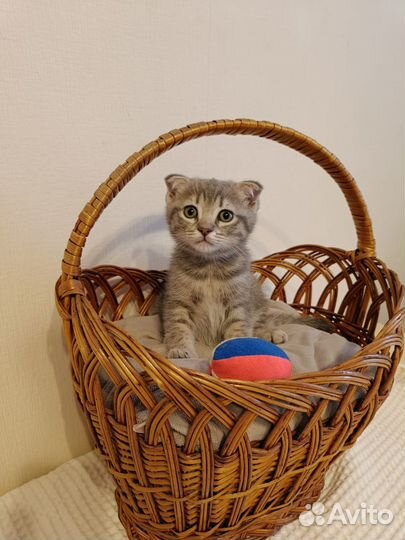 Котята вислоухие