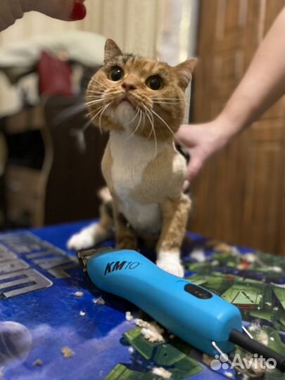 Стрижка кошек