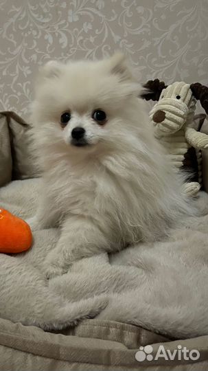 Померанский шпиц вязка кобель