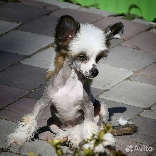 Китайская хохлатая мини