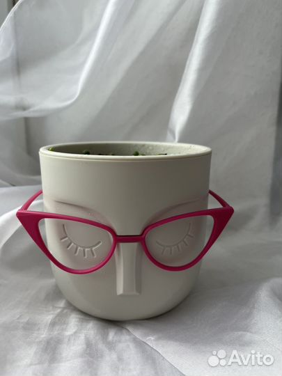 Крестовник Роули в кашпо 