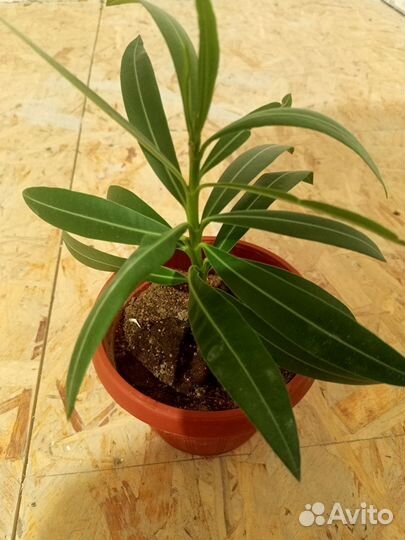 Олеандр.Розовый