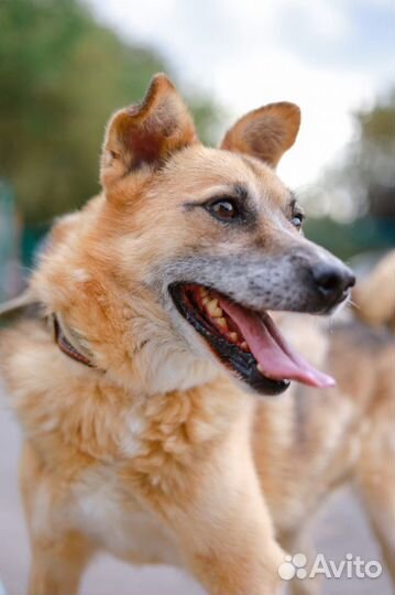 Весёлый Радик подарит вам счастье