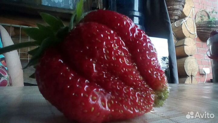 Рассада клубники азия,максим