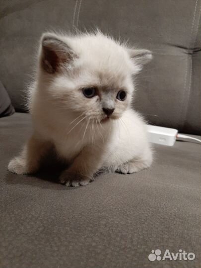 Британские котята