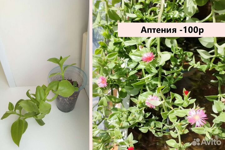 Суккуленты ампельные